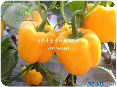 劃算黃椒推薦 價(jià)格、廠家與選購(gòu)指南