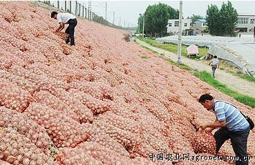 極早熟大櫻桃品種 市場(chǎng)潛力與農(nóng)作物種子經(jīng)營(yíng)策略