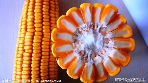 緊急提醒 2021年購(gòu)買玉米種子需謹(jǐn)慎，這些品種已被禁止推廣銷售